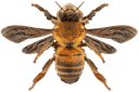 Bee cursor